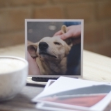 Dog. postcard with film photo